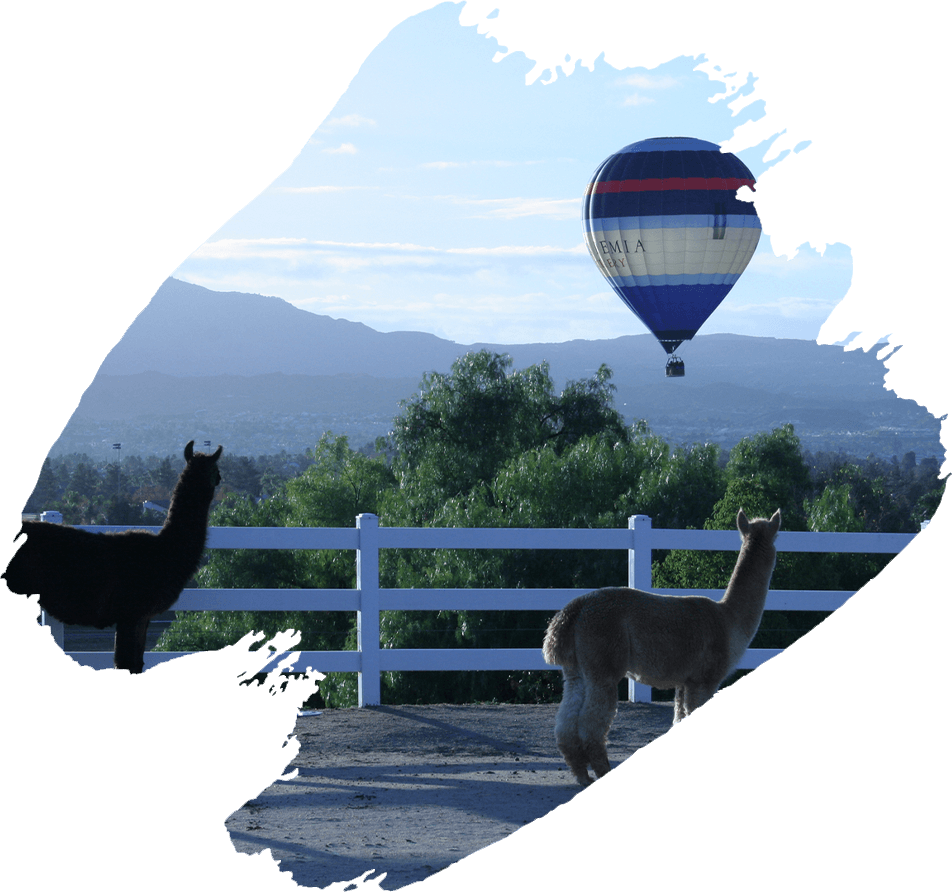 alpacas looking to hotair balloon