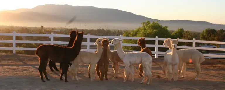 a herd of alpaca