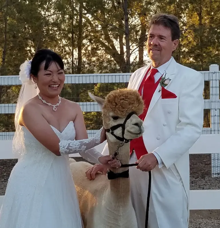 Newly wed couple with alpaca