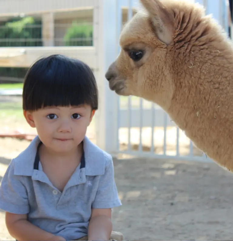 Kid with alpaca