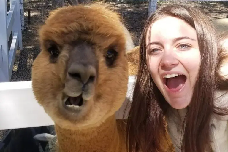 Young women posing with alpaca