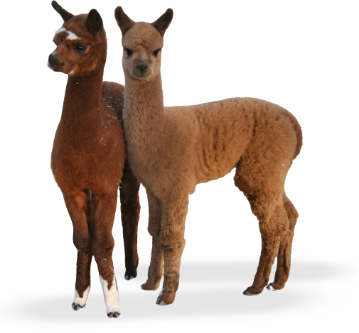 Tourist Attractions in Temecula - The Alpaca Hacienda