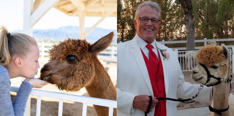 Elder person and young girl with alpaca and llamas